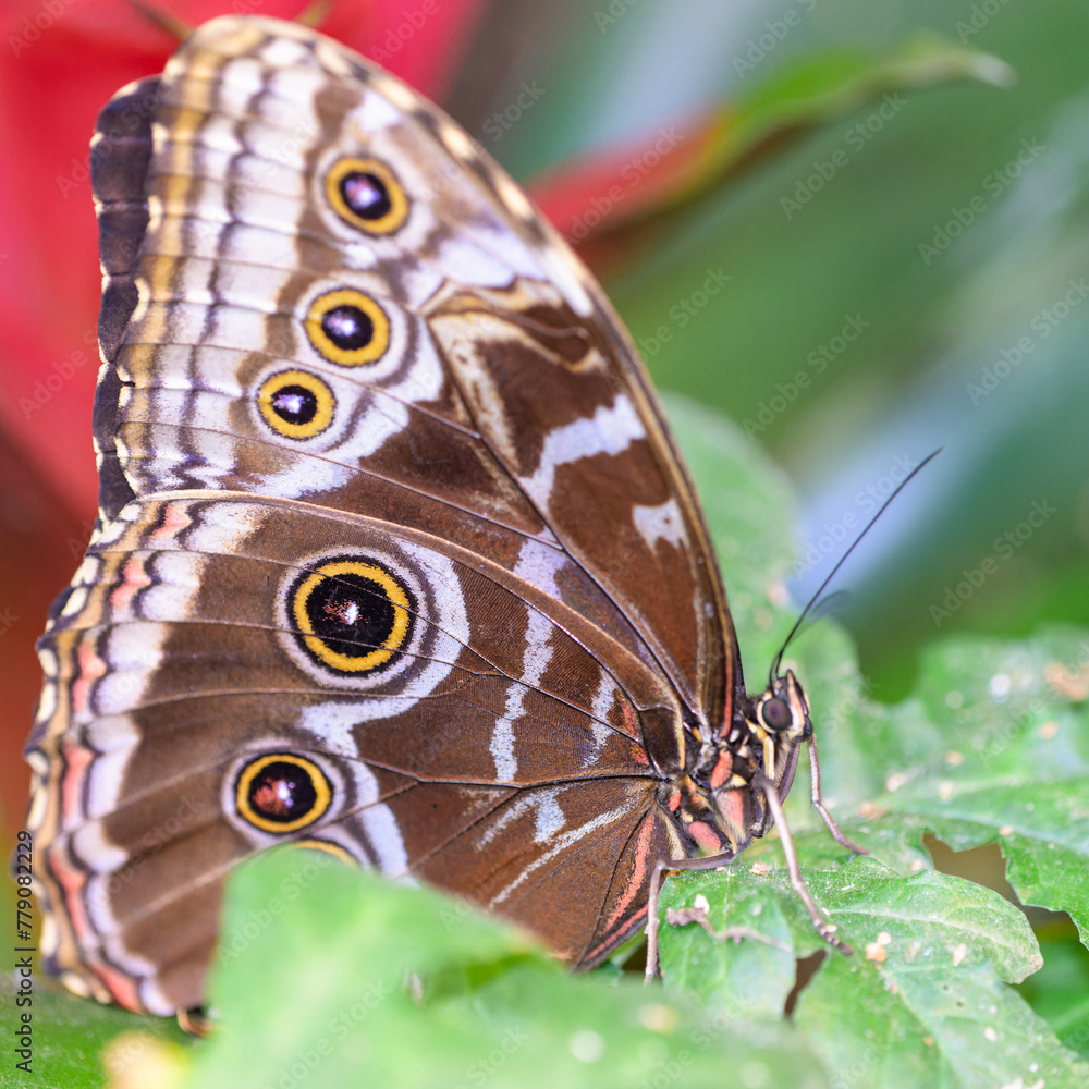 Naklejka premium Papillon marron sur une feuille