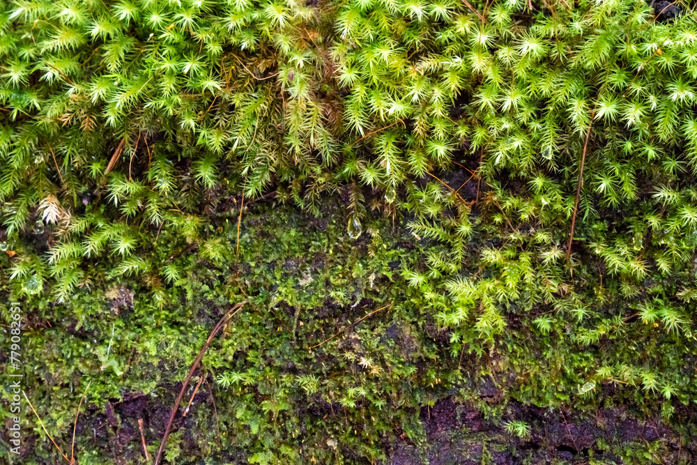 Fototapeta premium Green moss grows on the bark of a tree, in a public or natural park. The tree is covered with moss due to the high humidity of the climate. Textured natural background.