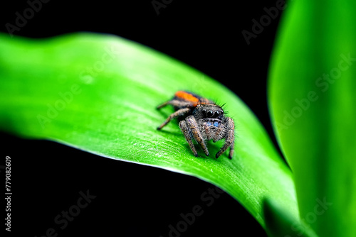 Phidippus Johnson jumping spider, jump spider, phidippus johnson spiders animal arachnid group of spiders that constitute the family red backed jumping web spider.