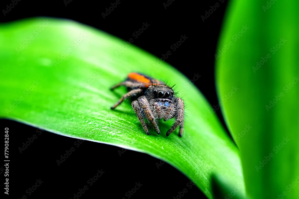 Phidippus Johnsoni jumping spider, jump spider, phidippus johnson ...