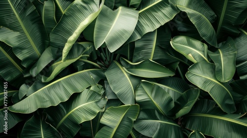 A Dense Tropical Foliage Tapestry