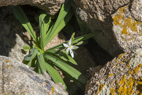 Giglio marino di Sardegna, Pancratium illyricum