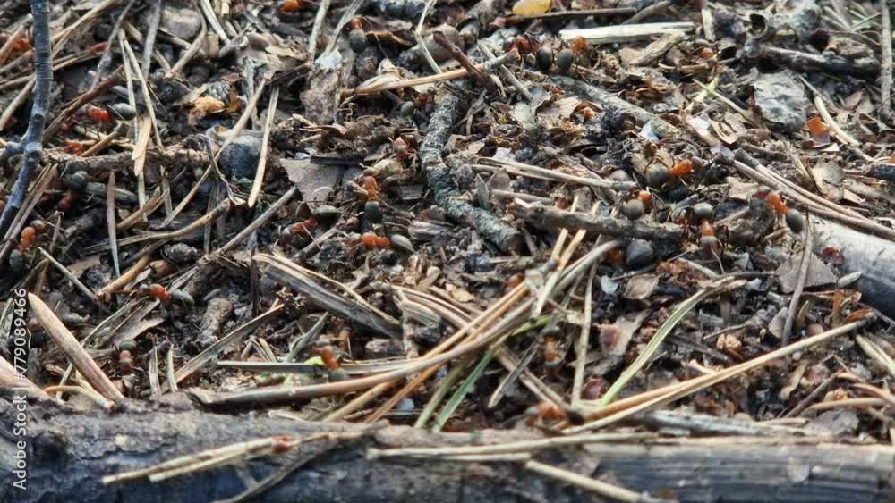 Anthill close-up, spring, ants are making their home. Forest worker ants crawl along a large anthill. Ant's nest. Insects build their home. The anthill is teeming with ants, selective focus Anthill close-up, spring, ants are making their home. Forest worker ants crawl along a large anthill. Ant's nest. Insects build their home. The anthill is teeming with ants, selective focus