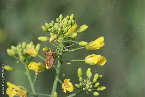 colorful Beetle