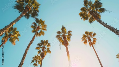 Low angle view of palm trees under clear sky