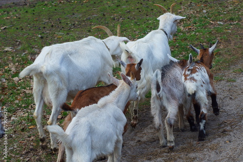 a herd of different beautiful dairy domestic white and brown horned smart goats walks along the road during the day outside