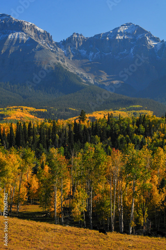 Late afternoon light on fall colors up the slopes of Whitehouse Mountain and Mt. Ridgway on the Sneffels Range of the San Juan mountains, from a country road near Ridgway, Colorado, USA.