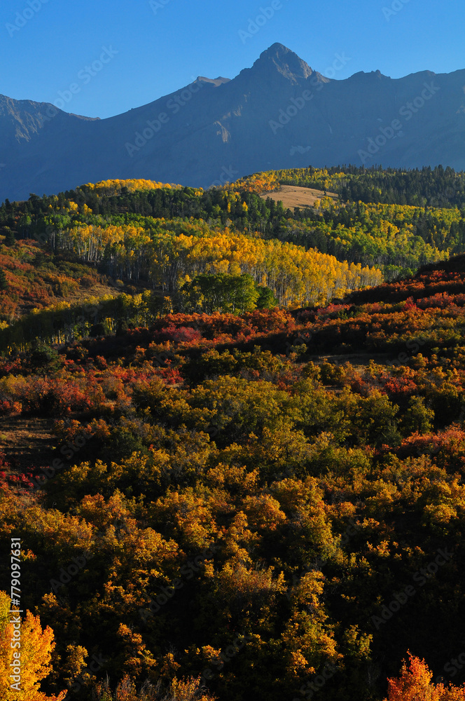 Late afternoon light on the fall colors up the slopes of the Sneffels ...