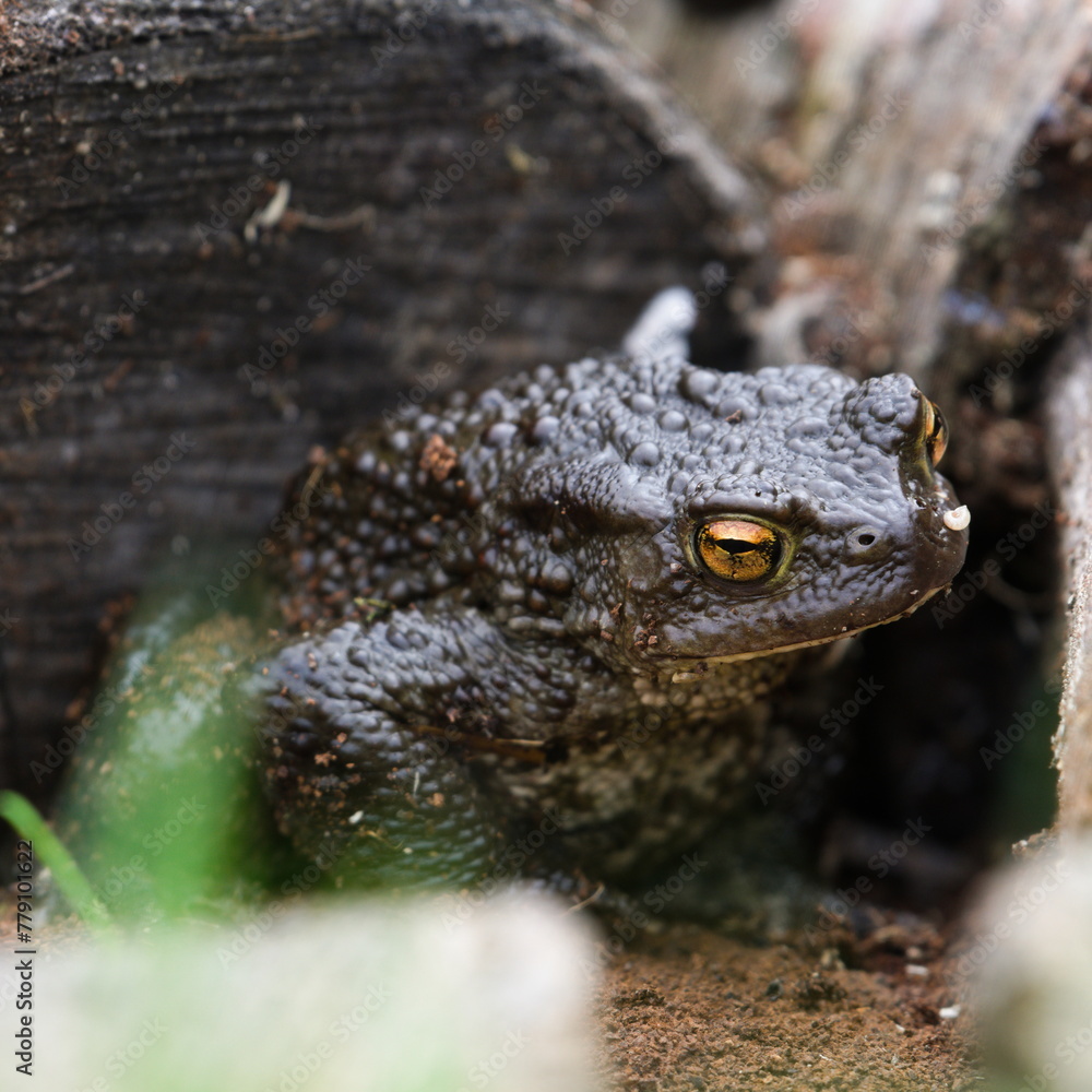 Obraz premium Common toad Bufo bufo hidden in the grass and wood. Huge frog from Czech republic. 
