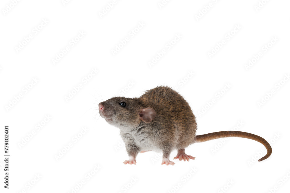 Full length portrait of a rat. Mouse isolated on white background for lettering and header Full length portrait of a rat. Mouse isolated on white background for lettering and header