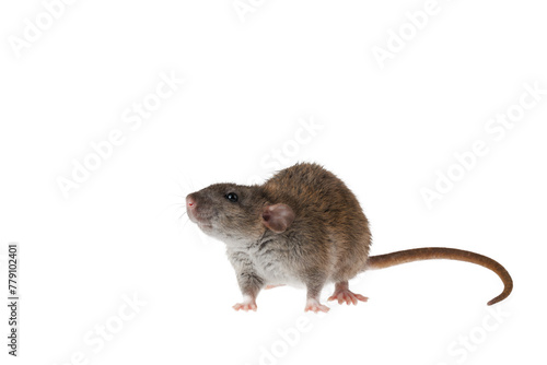 Full length portrait of a rat. Mouse isolated on white background for lettering and header © WoodHunt