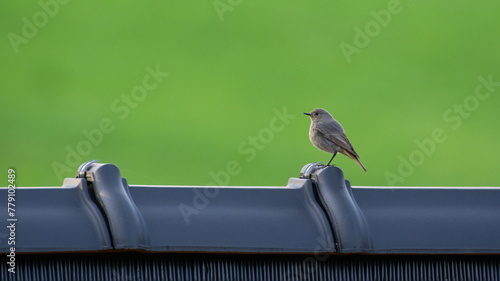Phoenicurus ochruros aka black redstart perched on the roof. Isolated on clear background. photo