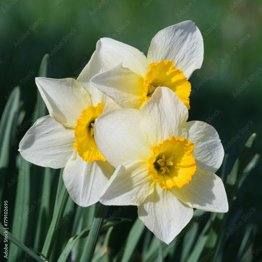 Yellow daffodils in the garden in springtime. Isolated on green blurred background. Yellow daffodils in the garden in springtime. Isolated on green blurred background.
