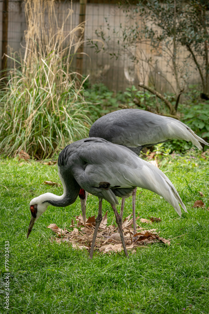 Fototapeta premium Paris, France - 04 06 2024: The menagerie, the zoo of the plant garden. View of a white-necked crane couple with an egg in the nest.