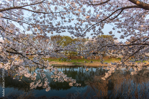 It is a picture of cherry blossom in South Korea.