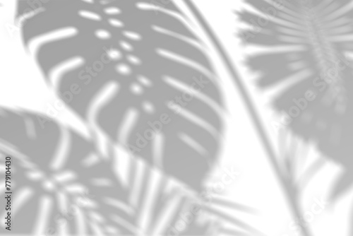 Realistic monstera leaf shadow overlay effect isolated on transparent background. Tropical plant leaves blur shadows on a white wall. .White and Black for overlaying a photo or mockup