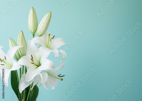 White lilies, delicate and serene, against a pastel backdrop.

