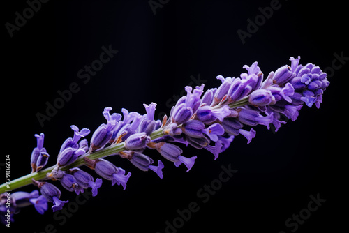 Lavender flower pistil on the branch, Macro photography photo