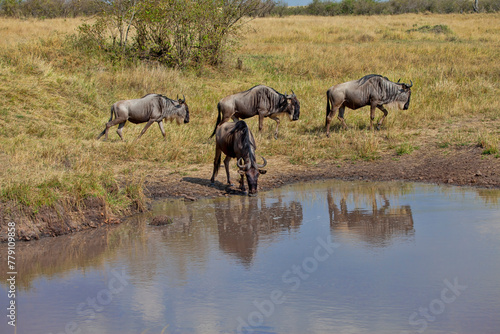 Wildebeest drinking at a waterhole. Taken in Kenya