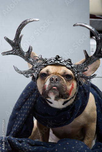 Bulldog dog is ready for Halloween celebration and wearing big horns raised his head up.