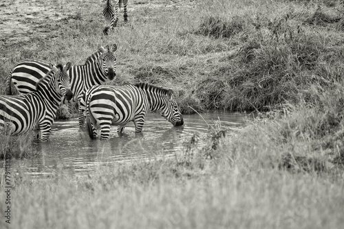 Black and white image of Zebras drinking at a waterhole. Taken in Kenya