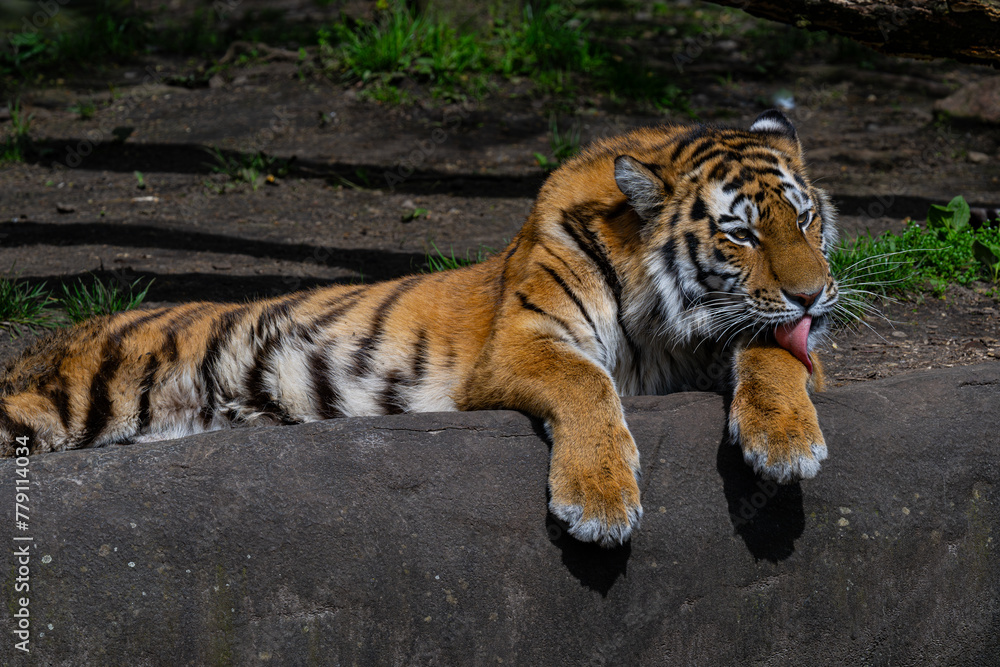 Obraz premium Tiger cleaning its fur