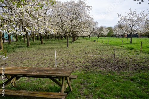 Spring blossom of cherry trees in orchard, fruit region Haspengouw in Belgium, nature landscape photo