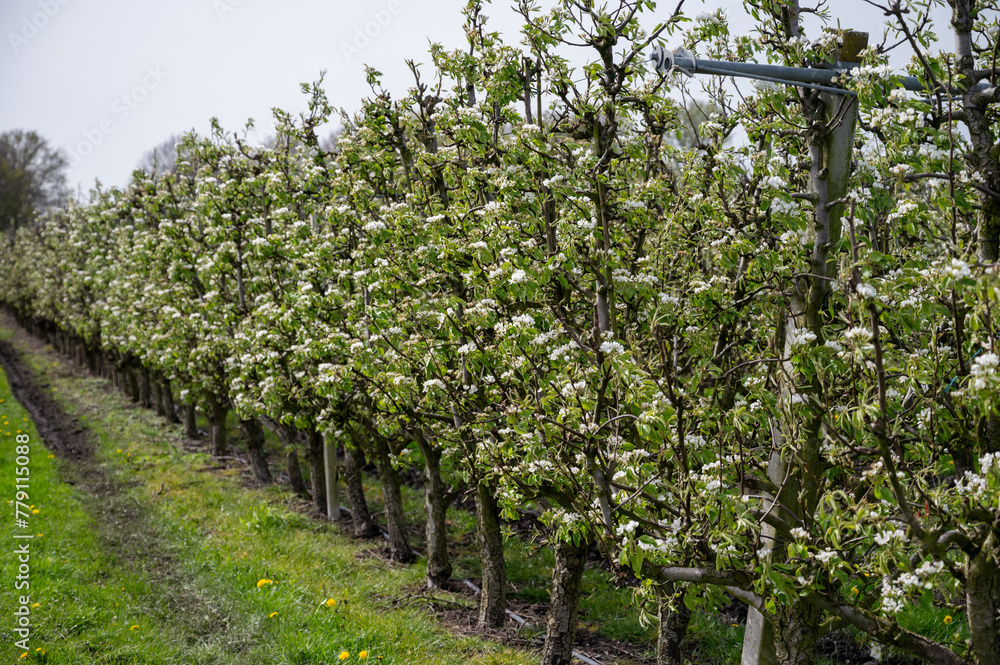 Organic farming in Netherlands, rows of blossoming conference pear trees on fruit orchards in Betuwe, Gelderland