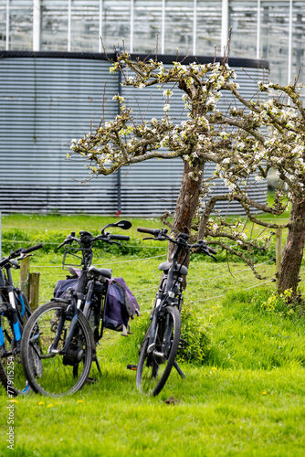 Rural Dutch landscape with green pasture, pear tree in blossom, bikes and farms in Gelderland