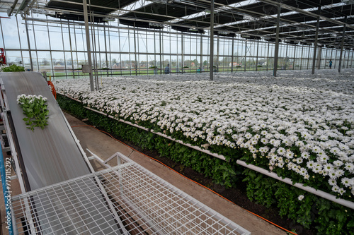 White Chrysanthemum flowers growth in huge Dutch greenhouse, flowers for shops and auctions world wide delivery, package belt