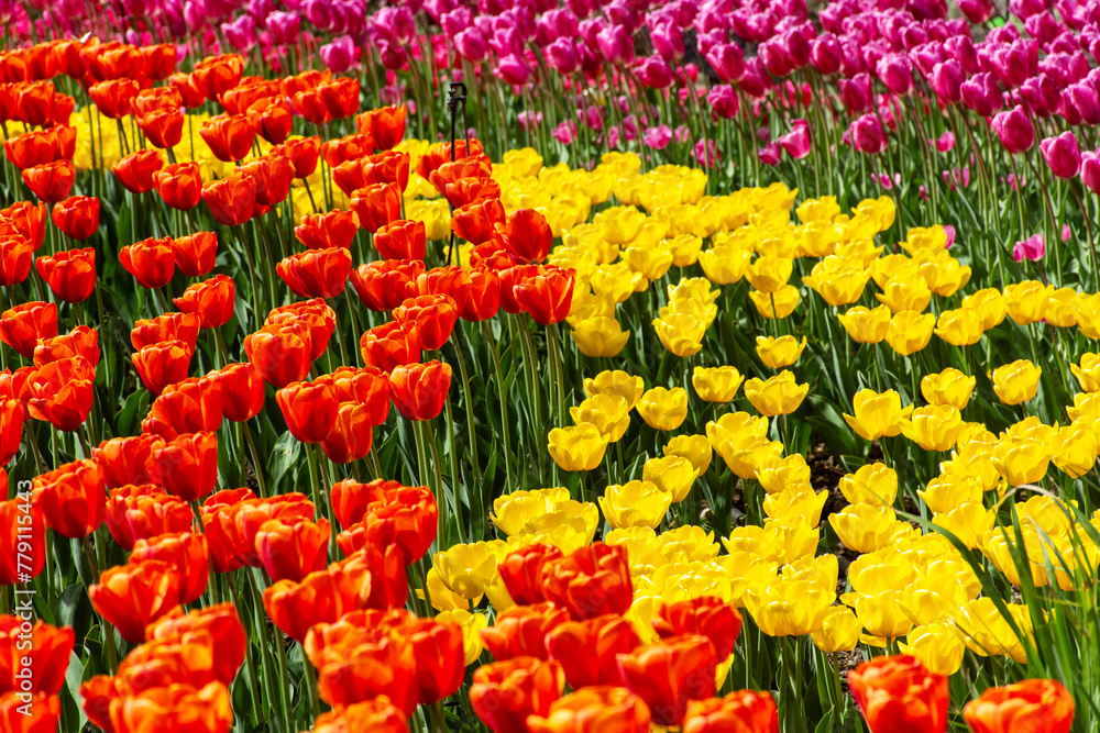 Tulipany w ogrodzie