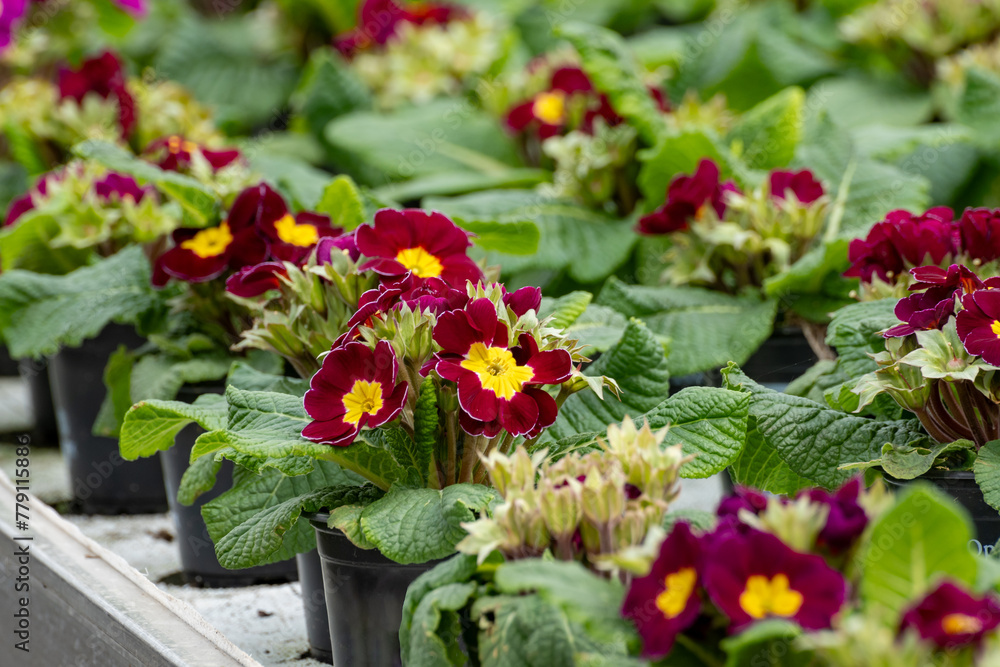 Young plants of primula flowers in greenhouse, cultivation of eatable plants and flowers, decoration for exclusive dishes in premium gourmet restaurants