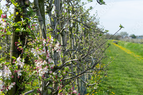 Pink blossom of apple fruit trees in springtime in farm orchards in sunny day, Betuwe, Netherlands