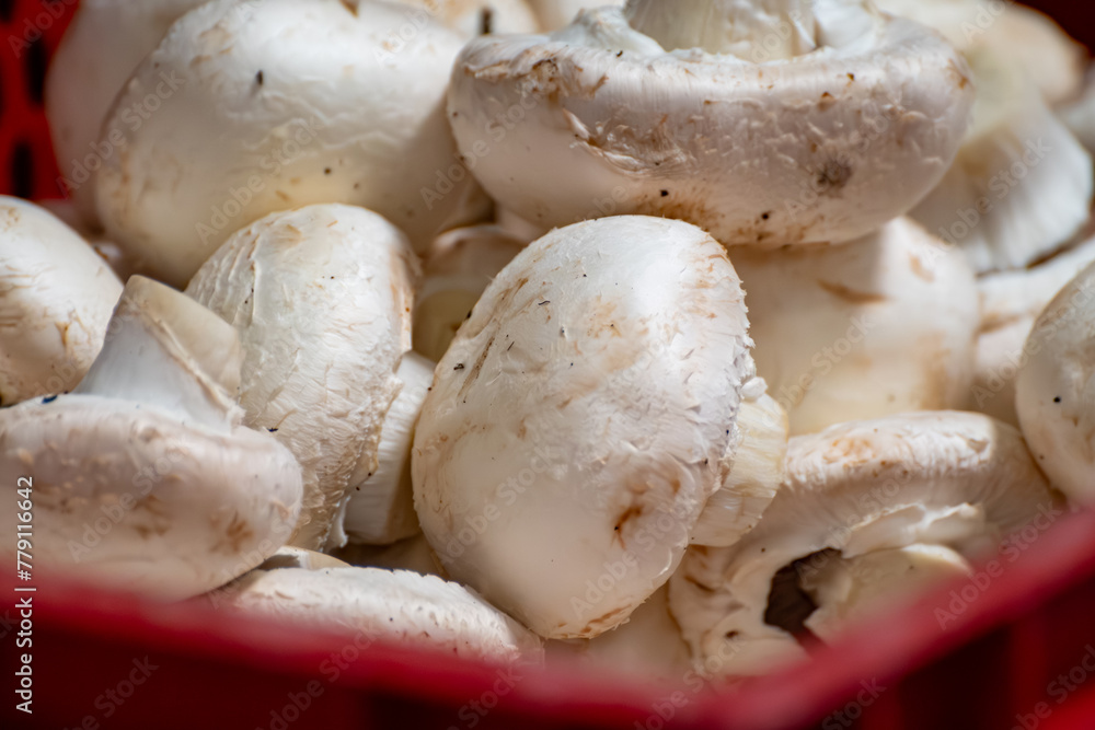Harvest of fresh white champignons mushrooms on organic farm in Netherlands, food industry in Europe, plastic boxes with champignons ready to sale Harvest of fresh white champignons mushrooms on organic farm in Netherlands, food industry in Europe, plastic boxes with champignons ready to sale