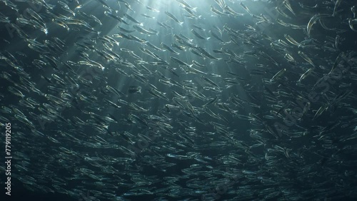 silversides underwater silverside fish school  behaviour backgrounds Atherina boyeri) photo