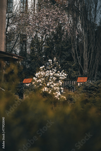 autumn in the park