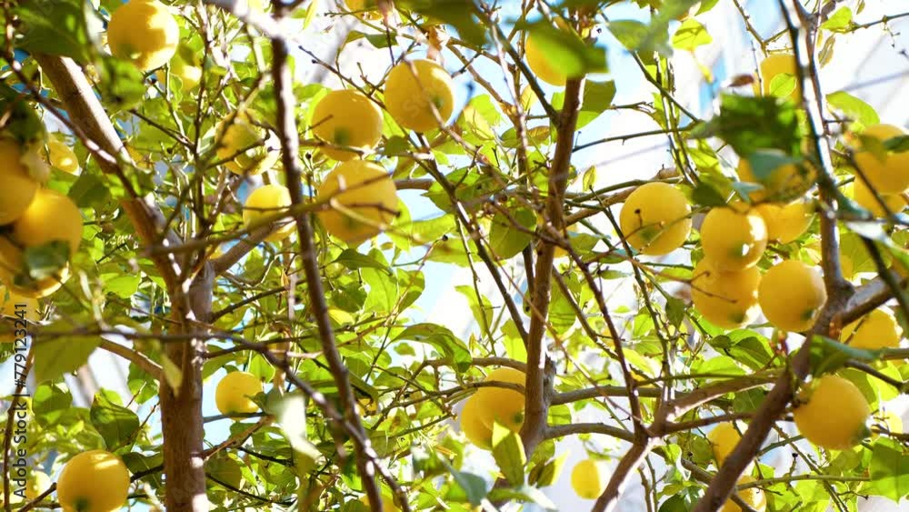 Bright yellow lemons on a tree. Healthy food. Vitamins