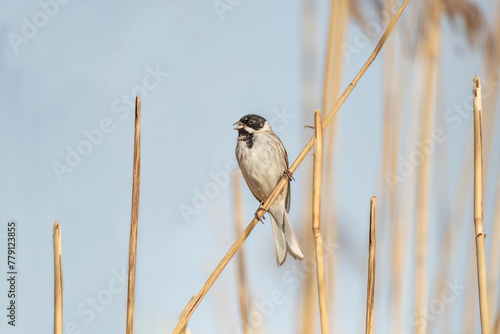 reed bunting, emberiza schoeniclus, perched on grass in summer in the uk photo