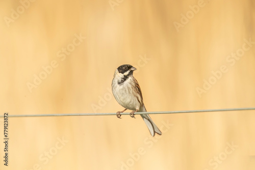 reed bunting, emberiza schoeniclus, perched on a wire in summer in the uk photo