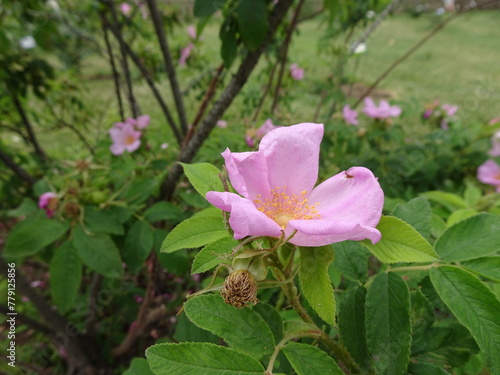 Rosa palustris in giardino