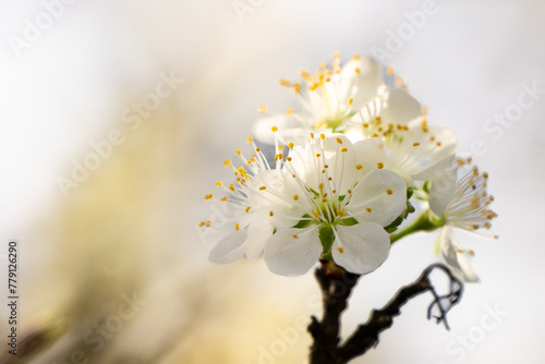 Früh Sommerliche Blüten vom Spenling Baum photo