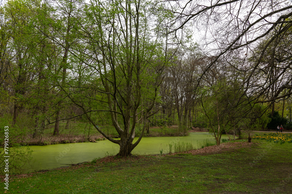 Obraz premium Pond in the park full of duckweed