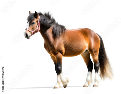 pony auf vier beinen isoliert auf wei  en Hintergrund  Freisteller