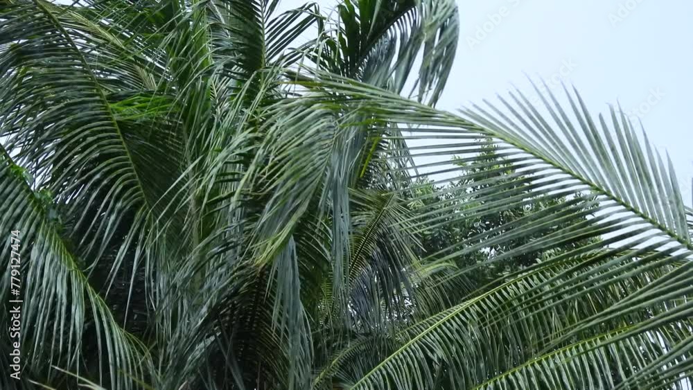 coconut tree in the rain