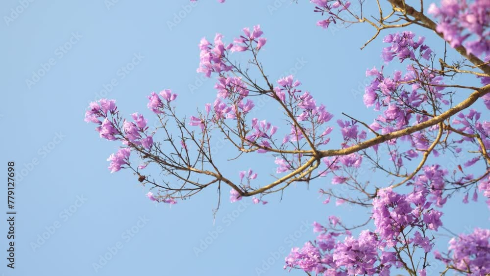 Blooming Blue Jacaranda is waving under the wind and sunlight Blooming Blue Jacaranda is waving under the wind and sunlight
