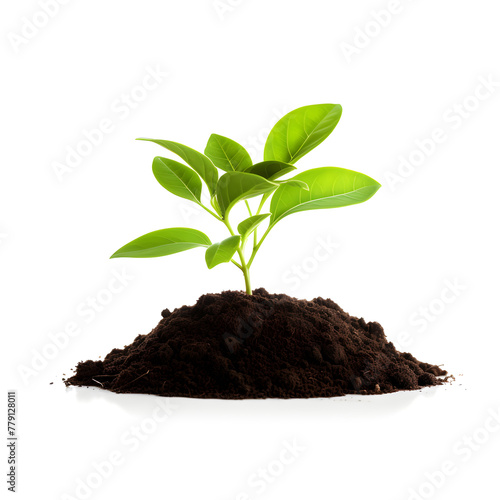 Wallpaper Mural Small green plant growing from the soil isolated on white background Torontodigital.ca