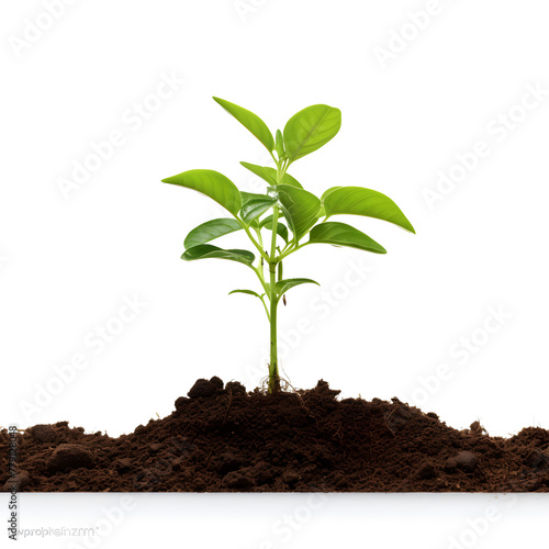 Wallpaper Mural Small green plant growing from the soil isolated on white background Torontodigital.ca