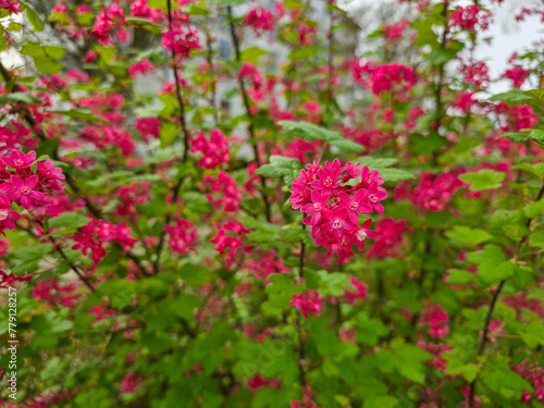 pink flowers in the garden