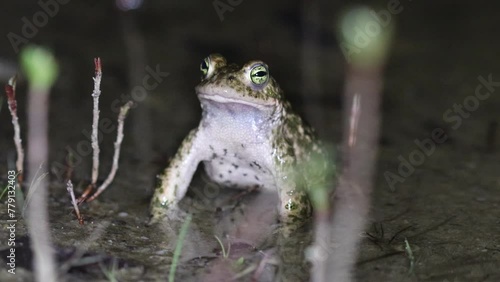 Kreuzkröte (Epidalea calamita) im Tümpel mit Froschkonzert photo