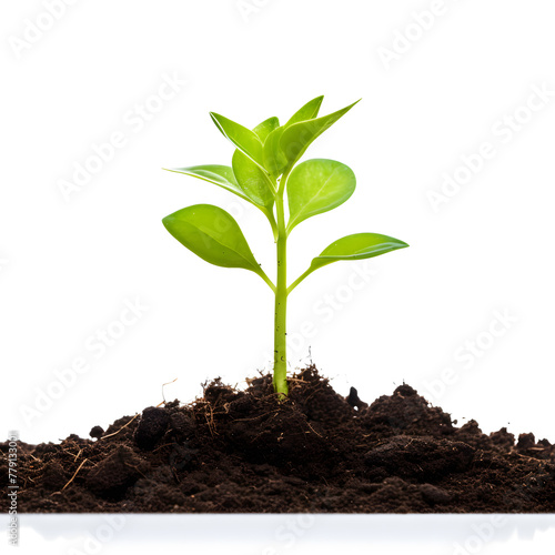 Wallpaper Mural Small green plant growing from the soil isolated on white background Torontodigital.ca